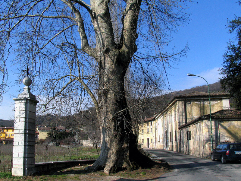 IL PLATANO DI COLLEBEATO (BS)